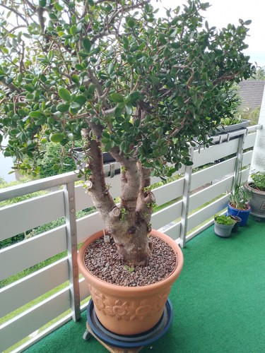 Großer jadebaum crassula - großer, (crassula