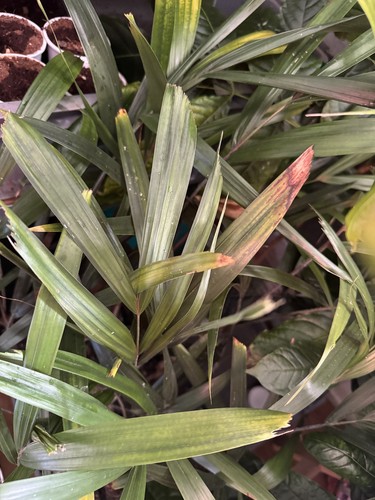Wodyetia bifurcata - wodyetia,
