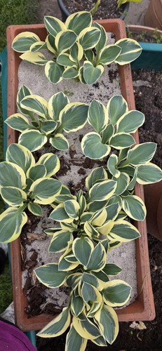 Wunderschöne hosta funny - wunderschöne,