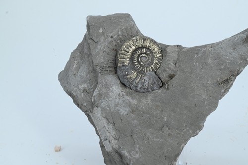 Ammonit pyritisé arietites - pyritisé,