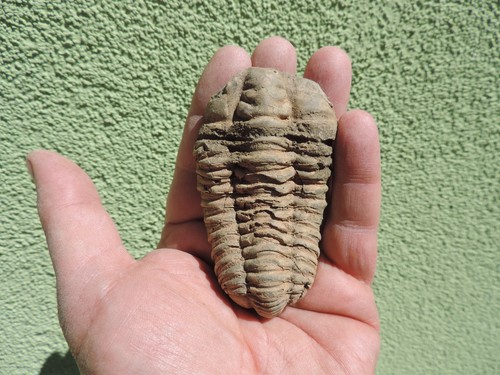 Schöner trilobit - schöner,