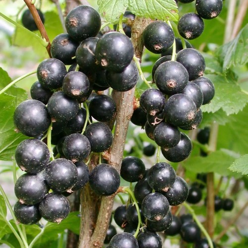 Schwarze johannisbeere titania - johannisbeere,