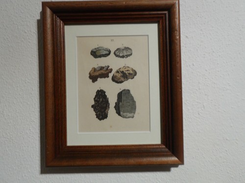 Orig kol - orig.(1884,martin),