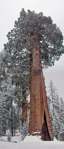 Samen bergmammut baum - bergmammut,