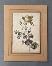 Rose, Aquarelllithographie