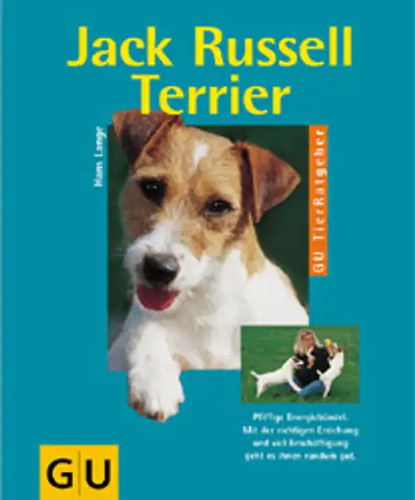 Jack russell terrier - jack,