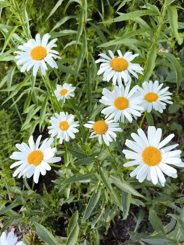 Großblumige margeriten - großblumige,