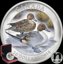 SPIEßENTE Pintail - Kanada