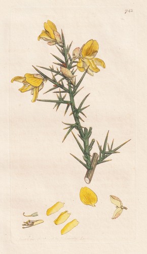 Ulex europaeus stechginster - europaeus,