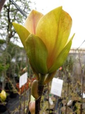 Magnolia Sunsation