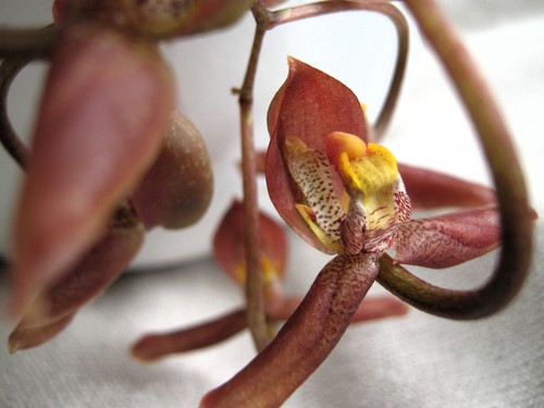 Gongora galeata orchidee - galeata,