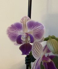 Phalenopsis 2-eye Peloric