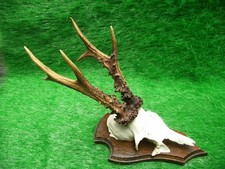 schöner 6er Rehbock Rehgeweih