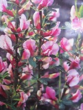 Chamaecytisus purpureus - Purpur-Ginster - duftend