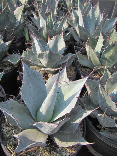 Agave parrasana cabbage head - parrasana,