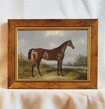 Fuchsfarbenes Araberpferd - W