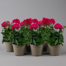 Geranie 'Marimba', pink