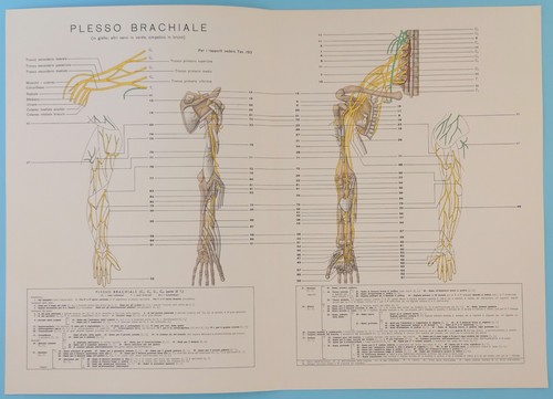 Mehlspender plexus brachiale - -,