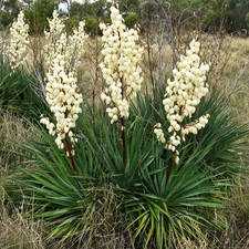Yucca filamentosa Palmlilie