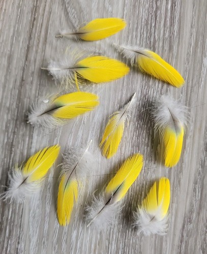Gelbe vogelfedern - gelbe,