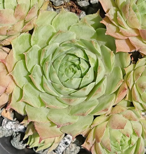 Sempervivum grinch 1 - "grinch",