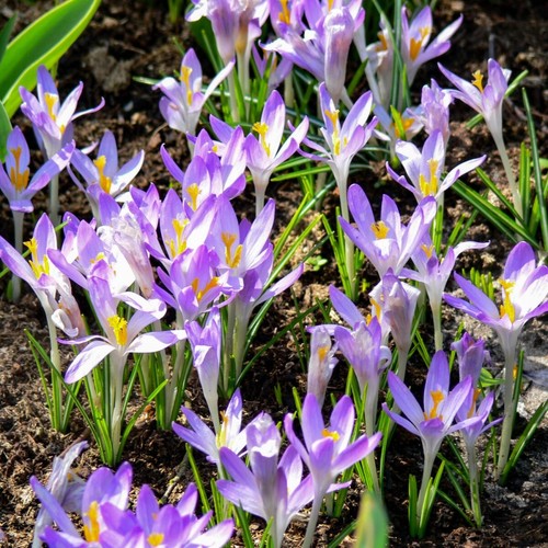 Elfen krokus blumenzwiebeln - elfen-krokus,