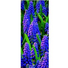 Textilposter Muscari - Banner