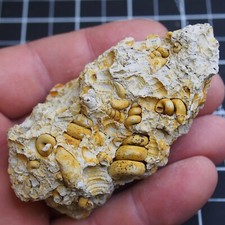 92gr Gastropod Granulolabium