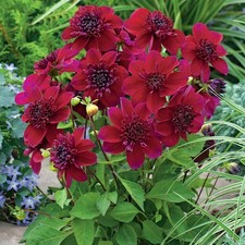 Anemonenblütige dahlie knolle - dahlie,