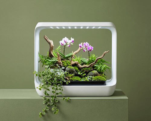 Aquaplant wabi kusa - wabi,