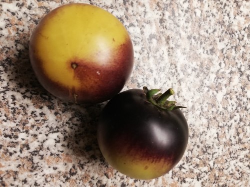 Tomatensamen great white - 10,