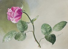 Fritz Berger Blumenstudie