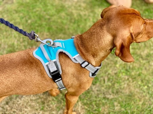 Henry wag hunde - henry,
