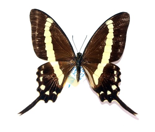 Lepidoptera papilionidae - lepidoptera,,