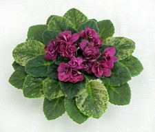 Usambaraveilchen Jungpflanze Celina Red Jewel