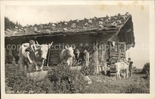 Kuehe Alp Holztrog Traenke 