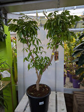 Litchi chinensis Kwai May Pink Litschibaum 1,3-1,6m XXL leckere Früchte veredelt