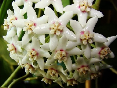 Hoya australis stecklinge - hoya, australis-