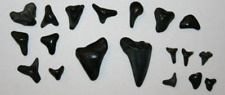 19 x Haizähne maximal 2,5 cm Zahn Megalodon Hai Zahn Fossil Haifisch