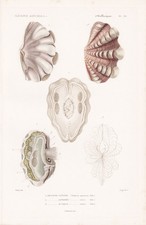 Tridacna squamosa Muscheln