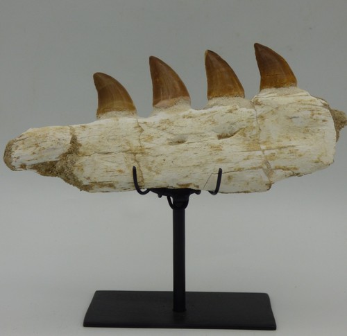 Fossile mosasaurier zähne - zähne, in