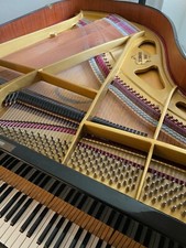 Sensationeller schimmel mit - sensationeller,