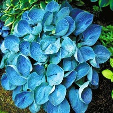 Funkie Hosta Zierblätter