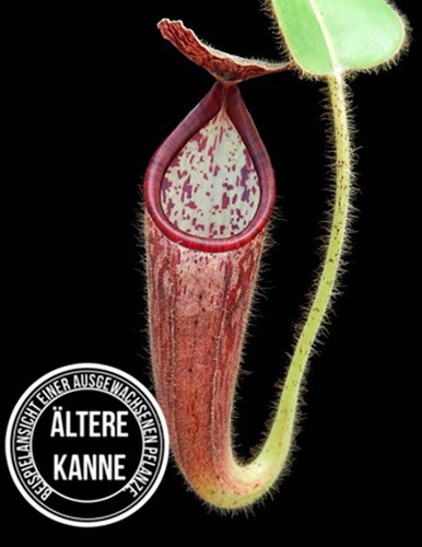 Nepenthes glandulifera