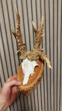 Abnorme Trophäe Rehgehörn