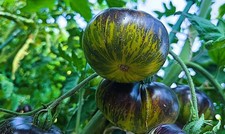 Tomatensamen -XANADU GREEN GODDESS - 10 Samen aus 2025