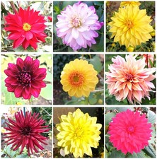 Dahlien Samen Set Mix