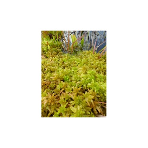 Sphagnum squarrosum grün