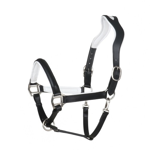 Bergreiter anatomisches - bergreiter,