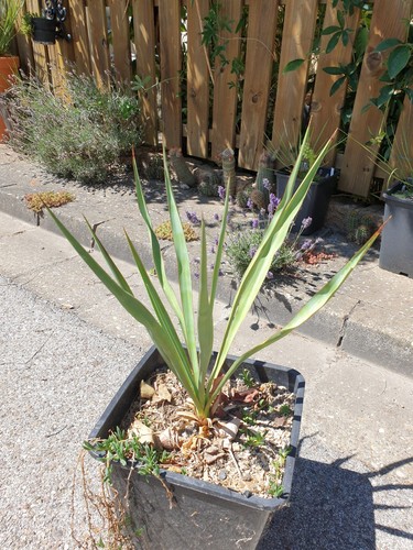 Yucca gloriosa haestrupvej - yucca,